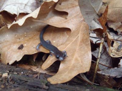 http://scienceblog.com/wp-content/uploads/2014/03/Study-Salamanders-shrinking-due-to-climate-change.jpg