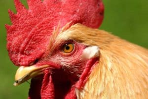 Using Rooster Testes to Learn How the Body Fights Viruses