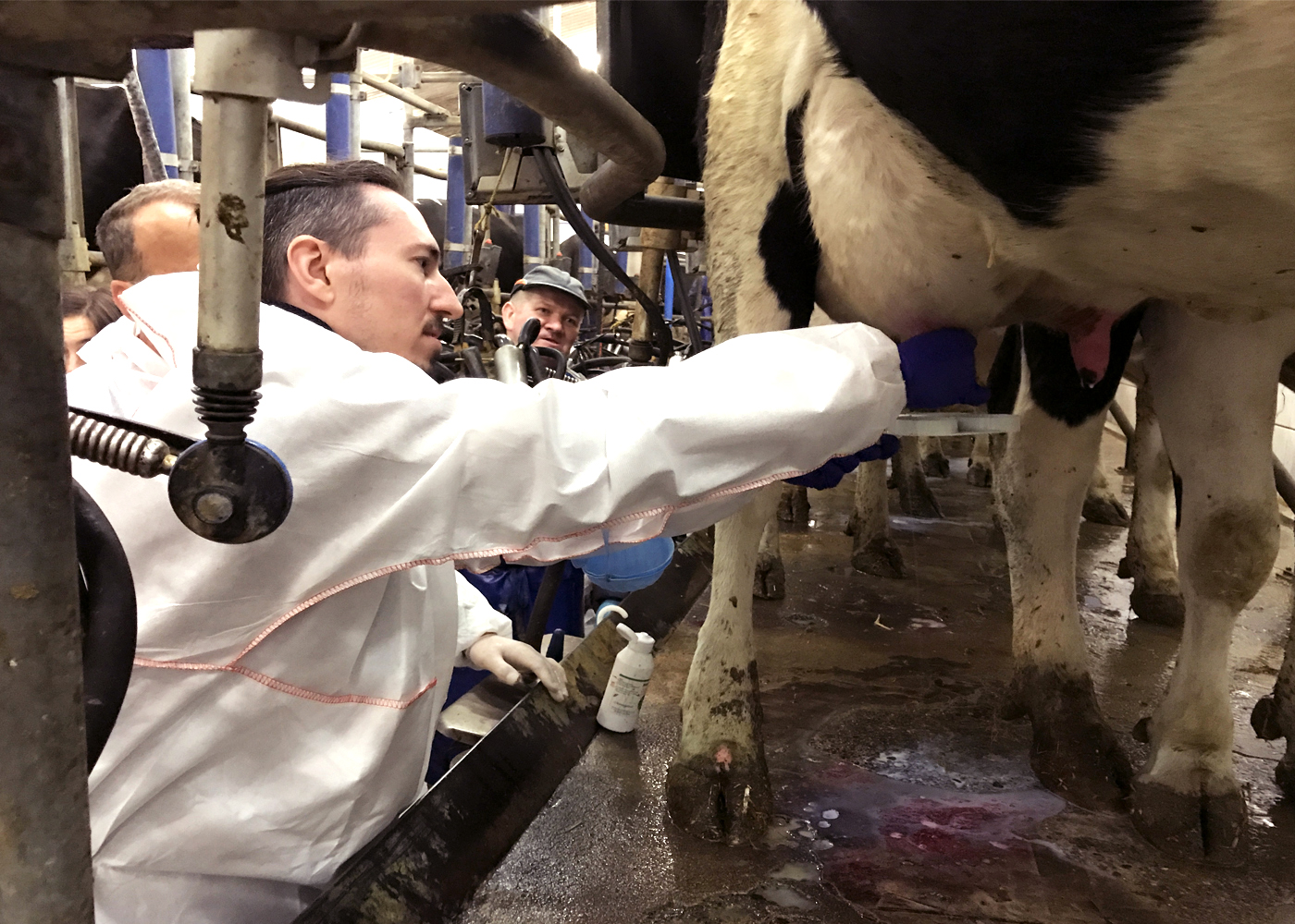 Mastitis, a bacterial infection that leads to inflammation of a cow's mammary glands and udders, has long been a scourge of the dairy industry. Image credit - Tomasz Jagielski, licensed under CC BY-SA 3.0