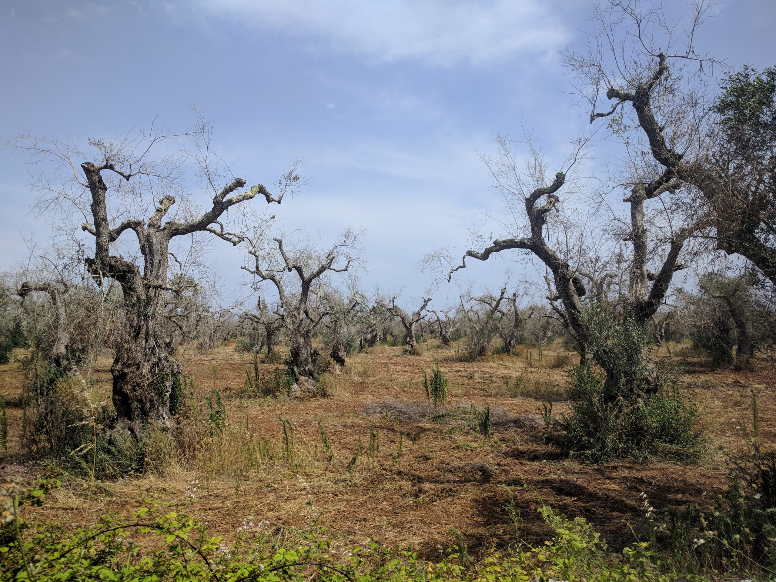 The discovery of Xyella fastidiosa in European olive trees in 2013 caught European researchers off-guard. Image credit - Sjor/Wikimedia commons, licenced under CC BY-SA 4.0