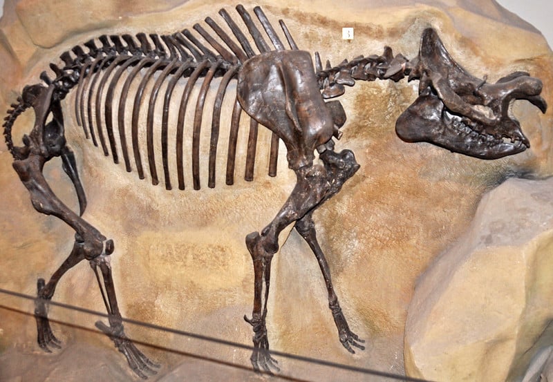 Using the fossil record to estimate the levels of biodiversity is still a challenge given that we have more fossils from the recent past and as we go back deeper in time, none have been found for entire continents. Image credit - James St. John/Flickr, licenced under CC BY 2.0