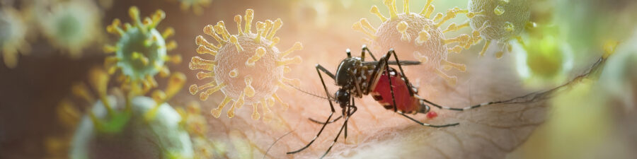 EU-funded researchers are improving surveillance systems to detect emerging infectious diseases spread in different ways, including by mosquitos. © frank60, Shutterstock.com