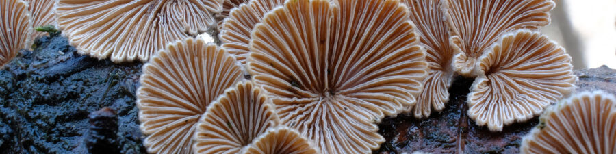 Researchers are using the splitgill mushroom’s network of thin fungal strands to create new ‘living’ materials for construction. © iwciagr, Shutterstock.com