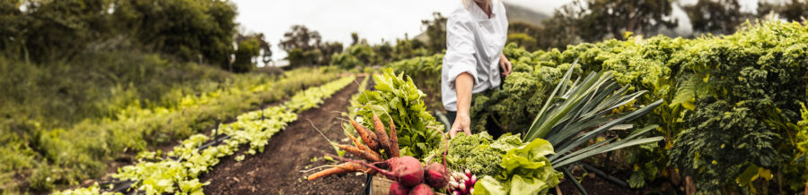 Researchers are helping Europe’s organic farmers boost production and navigate stringent rules and costs. © Jacob Lund, Shutterstock.com