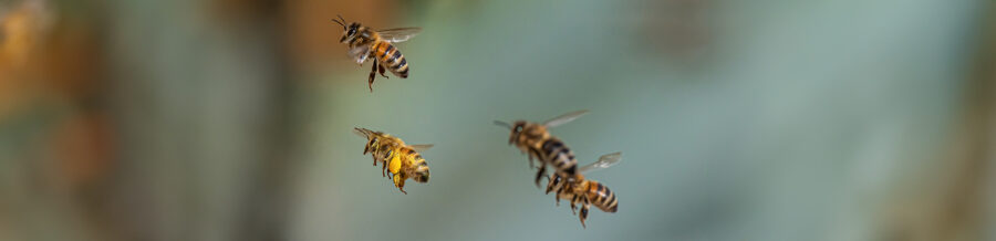 How bee brains are shaping next-generation computer chips