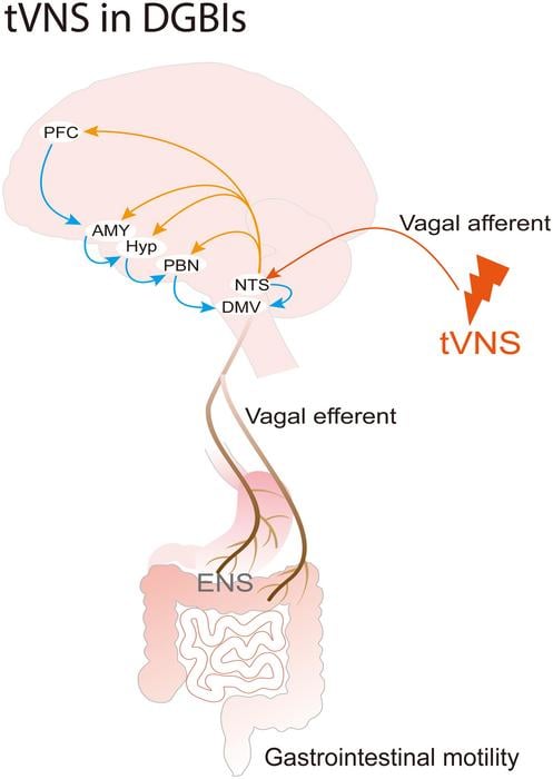 AMY, amygdala; DGBIs, disorders of gut-brain interaction; DMV, dorsal motor nucleus of the vagus; ENS, enteric nervous system; Hyp, hypothalamus; NTS, nucleus tractus solitarius; PBN, parabrachial nucleus; PFC, prefrontal cortex; tVNS, transcutaneous vagal nerve stimulation.