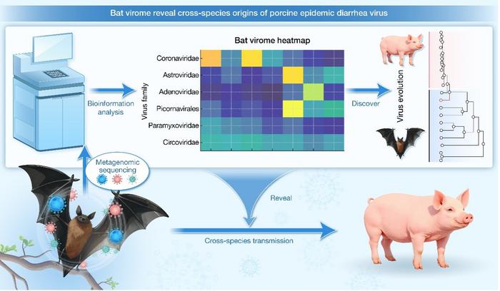 bat viromes infographic