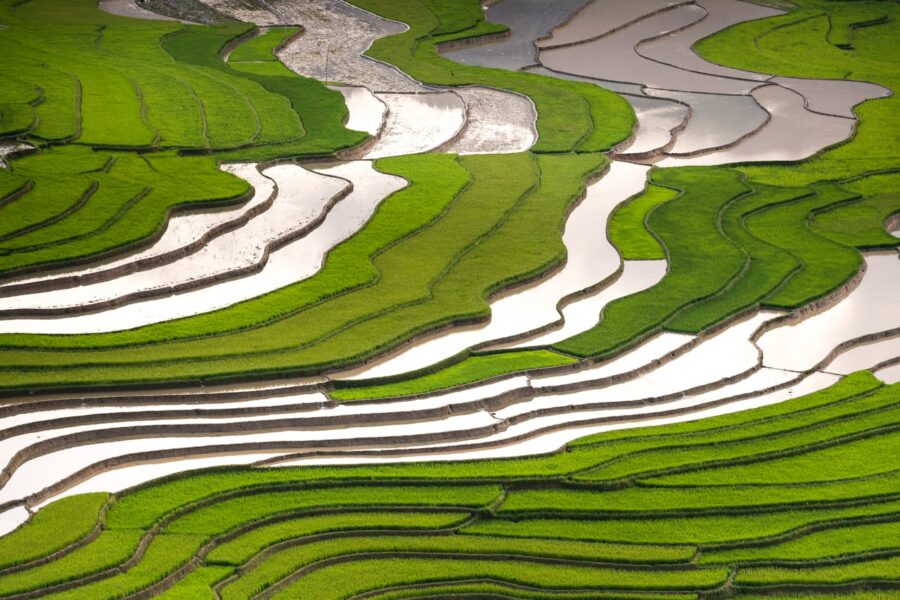 Chinese rice paddy