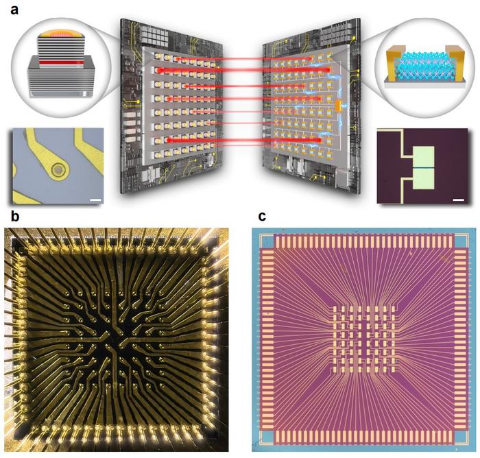 Figure | Architecture of SUANPAN. a, The schematic diagram of SUANPAN architecture, consisting of a series of independent emitter-detector pairs. Left insets show the schematic and microscope photograph of a single VCSEL. Right insets show the schematic and microscope photograph of a single MoTe2 PD. b, The optical image of the VCSEL array. c, The optical image of the MoTe2 PD array.