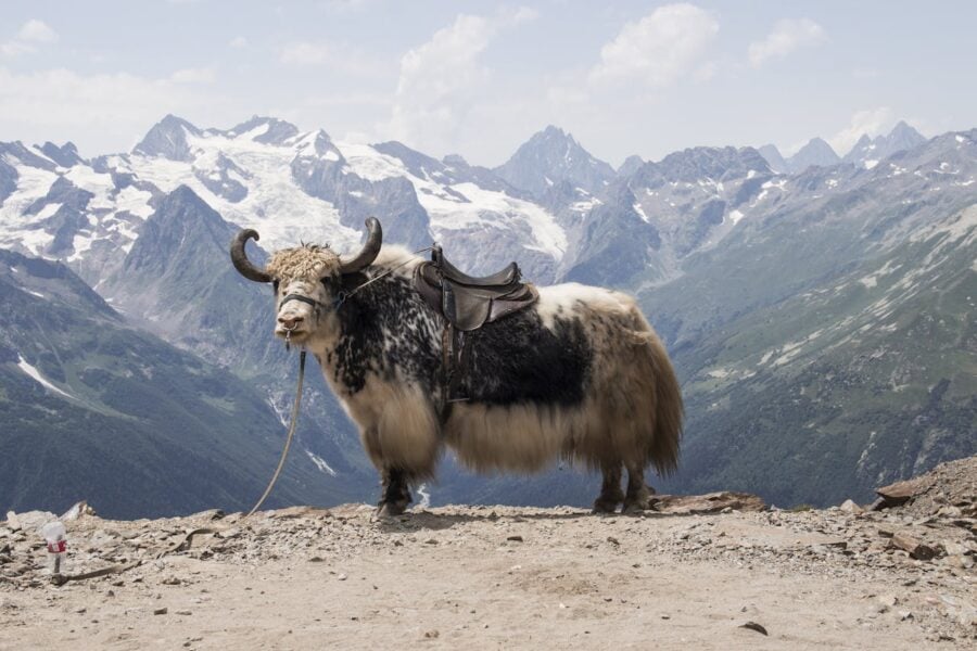 Yak