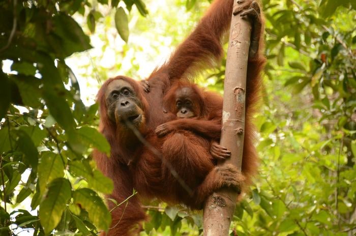 A Sumatran orangutan mother-infant pair at Suaq. Mother, Cissy, is seen carrying her infant, Cinnamon.