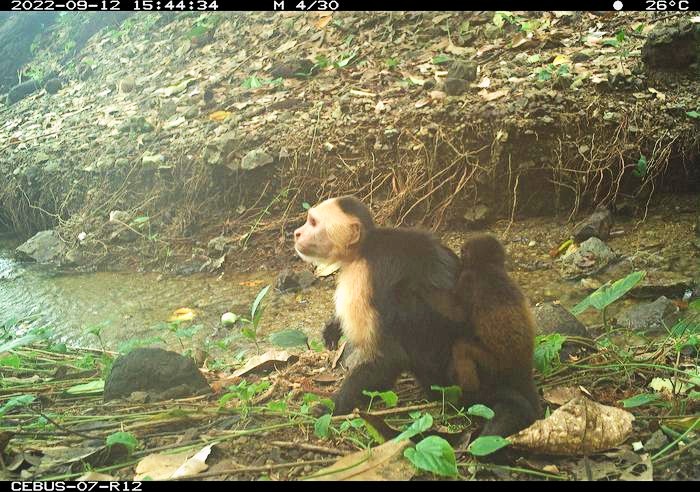 A young male white-faced capuchin monkey carrying a baby howler monkey, caught by a remote camera trap on Jicarón.