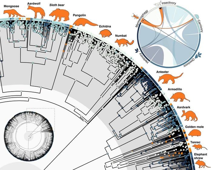 A mammal phylogeny with colors depicting the diet of living species and their ancestors; silhouettes of myrmecophagous mammals surround the tree. An inset diagram in the upper right illustrates transitions between dietary states.