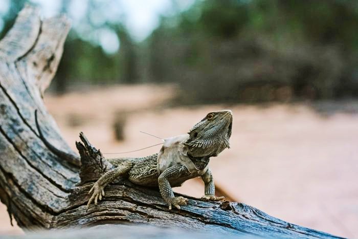 Dragons were fitted with temperature and movement trackers.