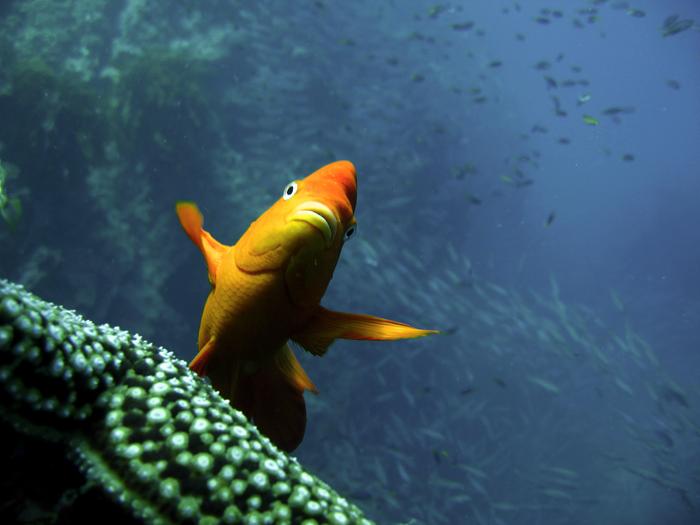 A garibaldi hovering near San Clemente Island in Southern California. Credit: Phil Zerofski/Scripps Institution of Oceanography