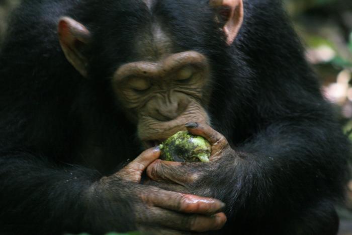 A chimp eating fermented fruit