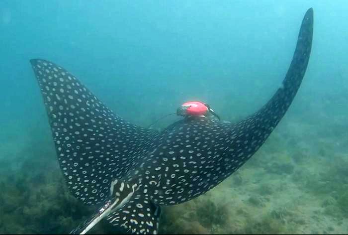 A whitespotted eagle ray swims with the multi-sensor tag.