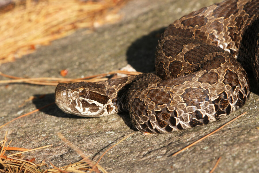 Eastern massasauga rattlesnakes live in isolated spaces in midwestern and eastern North America and were listed as threatened under the Endangered Species Act in 2016 because of loss and fragmentation of their wetland habitat.