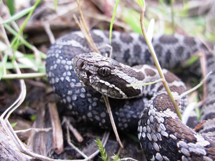 Eastern Massasauga rattlesnakes live in Michigan and other Midwestern states.
