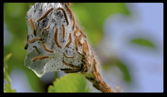 Western tent caterpillars build silken 'tents' to shelter in