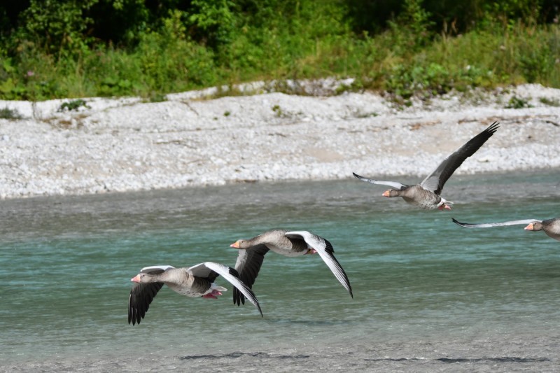 Influencer goose is leading a group of followers.