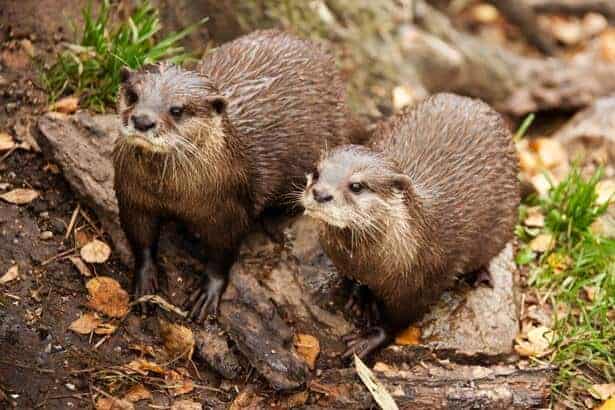 two otters