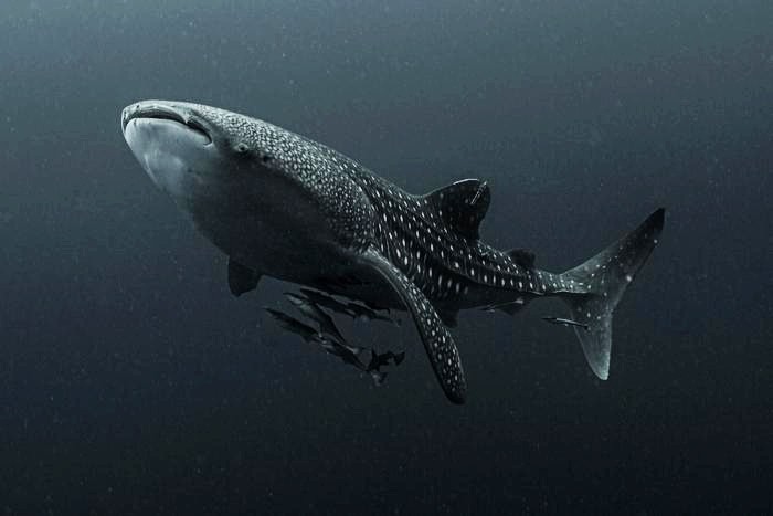 Whaleshark in murky water