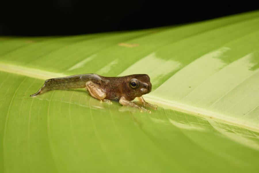tadpole on a vibrant green leaf