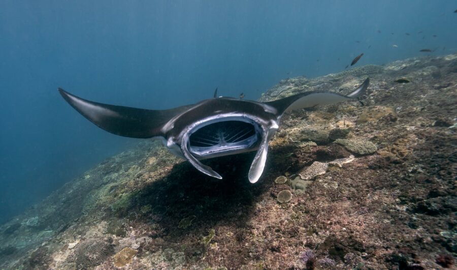 Giant manta ray