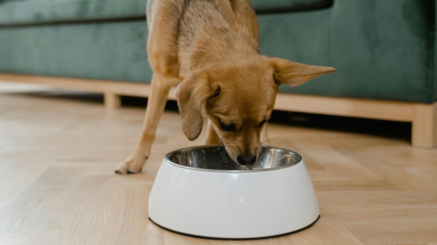 Small dog eating from metal bowl