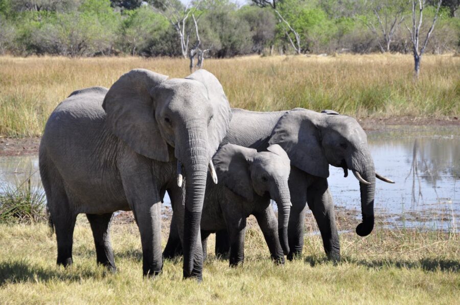 elephant family of three