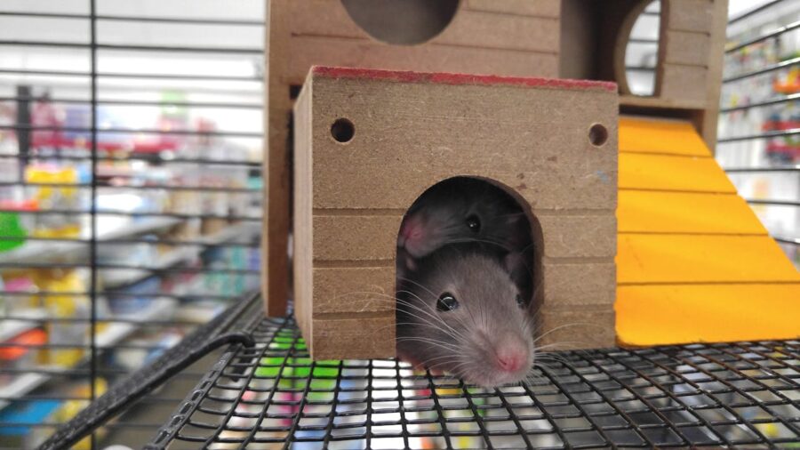 domestic rat in a cage
