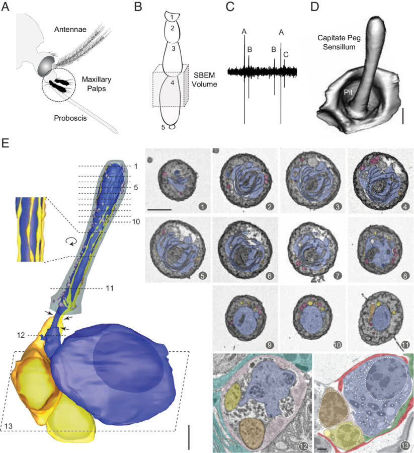 Researchers mapped mosquito smell neurons in 3D using serial block-face electron microscopy (SBEM). In the female Aedes aegypti maxillary palp, they focused on the fourth segment, which contains capitate peg (cp) sensilla. Recordings showed three distinct olfactory receptor neurons (cpA, cpB, cpC) inside each sensillum.