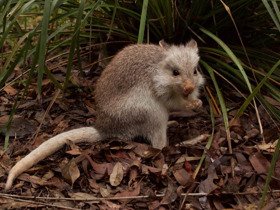 Bettong