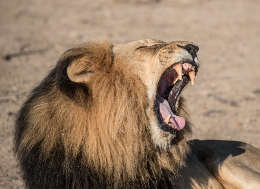 A lion roaring