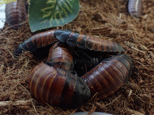 Aggregation in a laboratory colony of Gromphadorhina portentosa (Photo by L. Swierk).