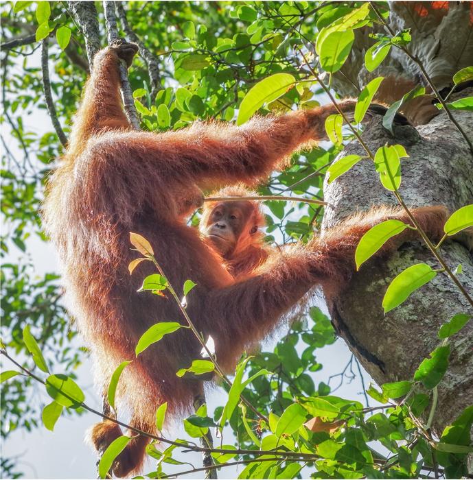 A young orangutan (Cinnamon) peers at her mother (Cissy) whilst using a stick to fish termites from a nest.
