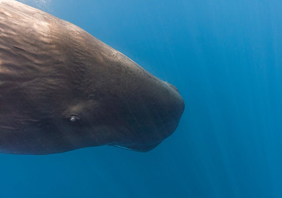 sperm whale