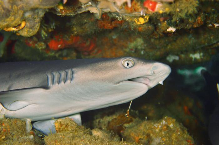 A young whitetip reef shark (Triaenodon obesus) rests under a table coral off the coast of Indonesia.