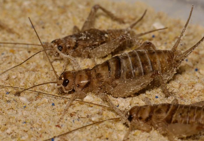Tropical house crickets consumed more plastic-contaminated food over time, even alongside the presence of uncontaminated food.