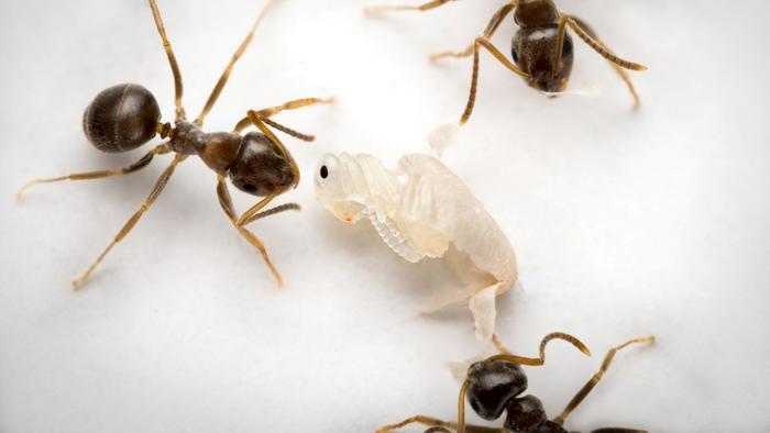 When an ant pupa signals its imminent death caused by an incurable infection, worker ants unpack it from its cocoon and disinfect it, leading to its demise.