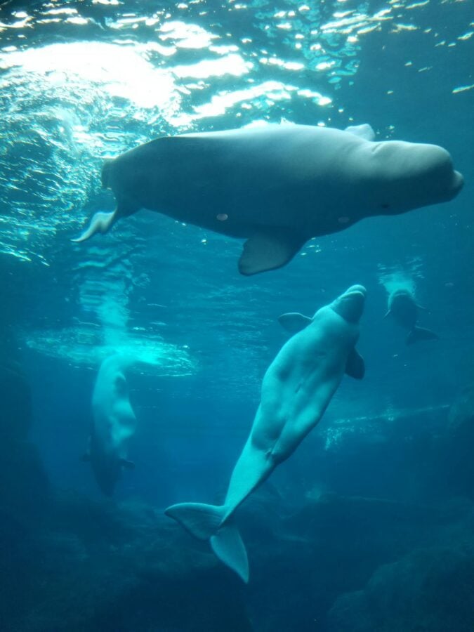 Beluga whales