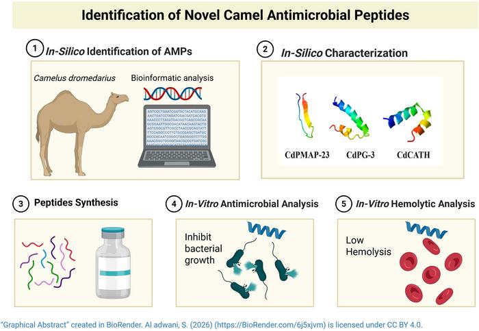 camel antibody infographic