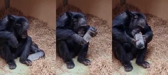 Why Chimps Are Captivated by Crystals, and What It Says About Us Why Chimps Are Captivated by Crystals, and What It Says About Us