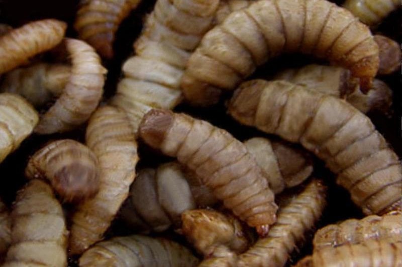 Maggots of black soldier fly, one species that is farmed