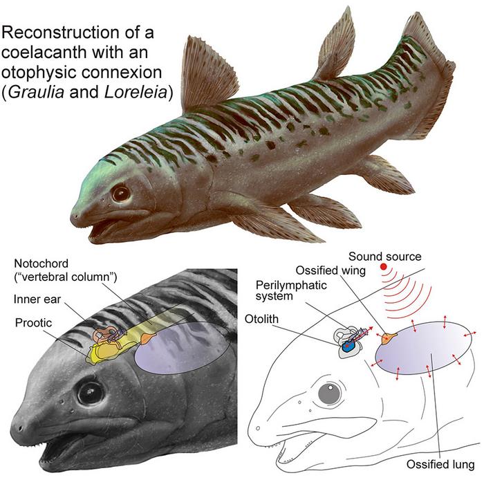 Ancient Fish Used Their Lungs to Hear Underwater Ancient Fish Used Their Lungs to Hear Underwater