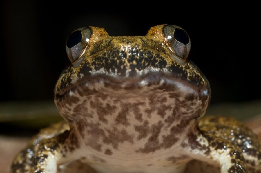 Fanged frog