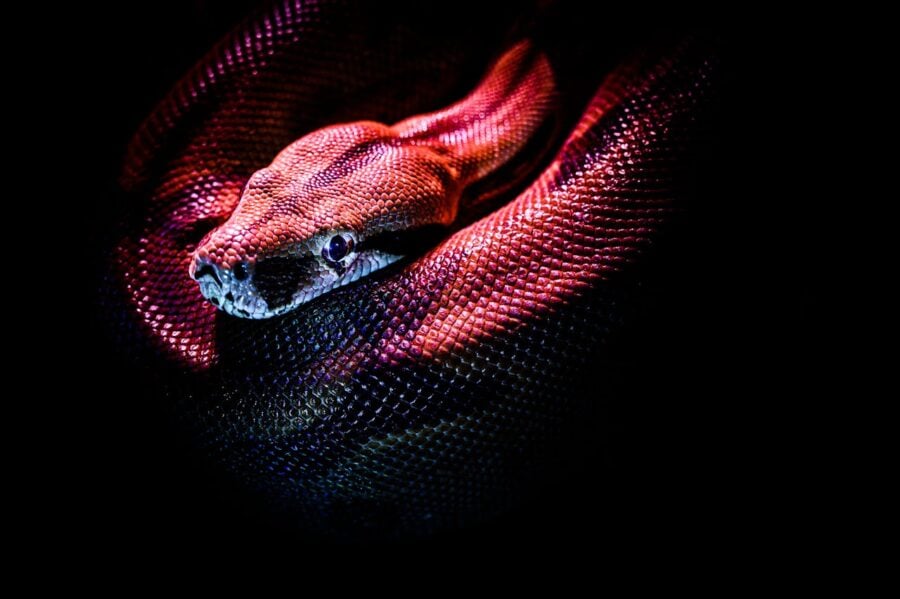 red python