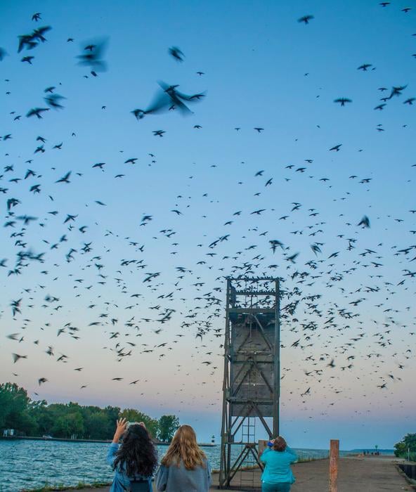 Storms killed adult purple martins at up to 52% of the breeding sites monitored by citizen scientists across Texas and Louisiana.