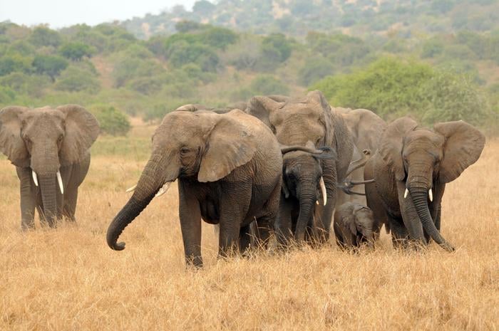Elephants in Rwanda. In the largest genomic study of African elephants to date, an international team of researchers analysed 232 whole genomes from both savanna and forest elephants, collected across 17 African countries.